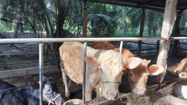 Giá bò thương phẩm tăng 2 - 3 triệu đồng/con