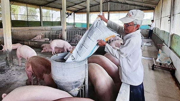 Giá heo hơi hôm nay 12/5/2025: Giảm nhẹ vài nơi