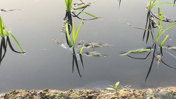 Tìm nước sạch cho dòng sông ô nhiễm: [Bài 1] Lúa  'ngậm' nước bẩn sông Bắc Hưng Hải