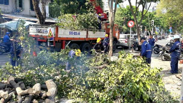 Cắt tỉa cây xanh đón mùa mưa sắp đến