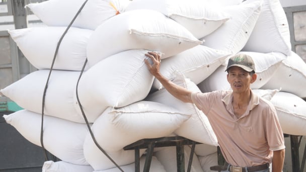Đưa lúa lên xe, tính tiền tại ruộng