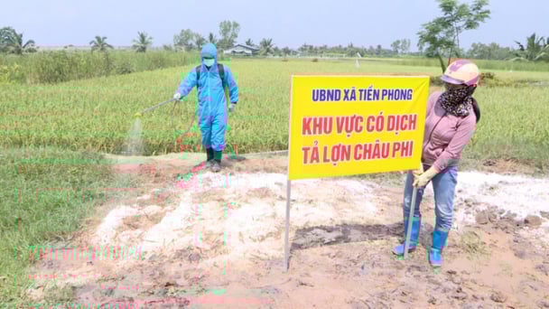Bùng phát dịch tả lợn Châu Phi tại Quảng Yên