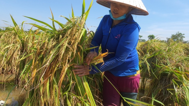 Cứu lúa, rau màu sau trận mưa lịch sử