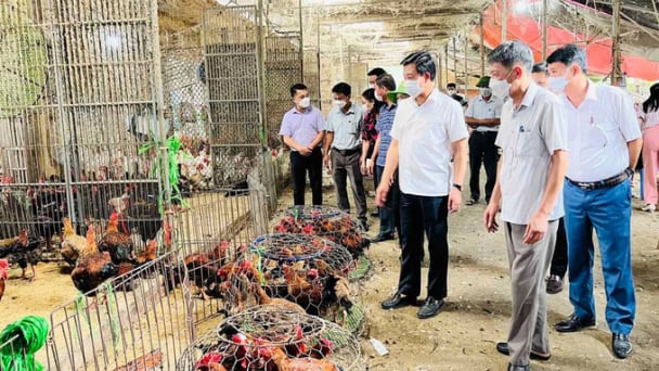 Hà Nội kiểm soát tốt dịch bệnh vật nuôi