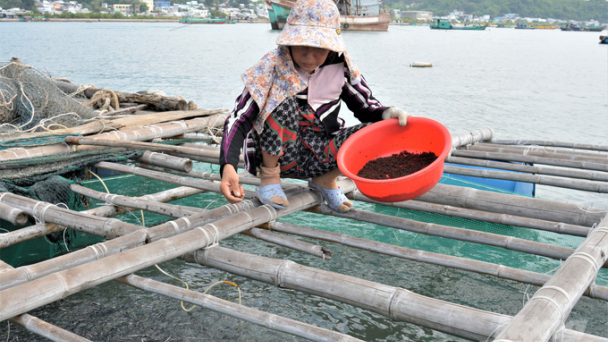 Đánh bắt cá để nuôi cá: Lợi bất cập hại