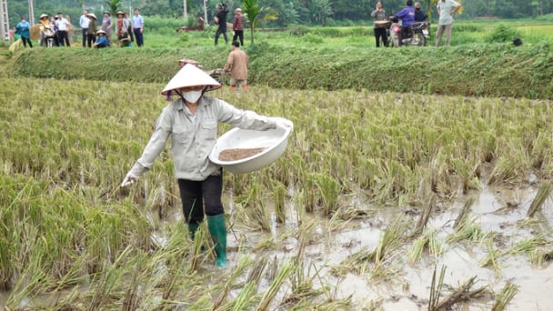 Chế phẩm sinh học biến rơm rạ thành 'thức ăn' cho cây trồng