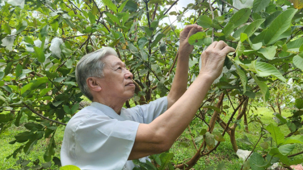 Đưa ổi lê lên vùng cao xứ Nghệ