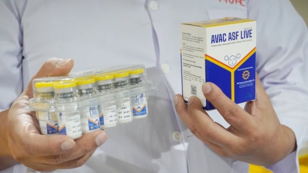Thế giới chưa có tiêu chuẩn về vacxin dịch tả lợn Châu Phi