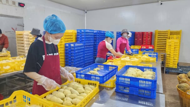 Xuất khẩu sầu riêng đông lạnh Việt Nam năm 2024 có thể đạt 300 triệu USD