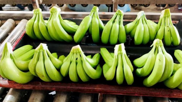 Fruit and vegetable exports surpass the record in 2023
