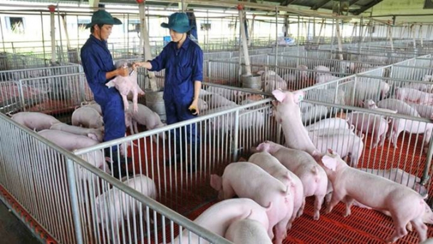 Giá heo hơi hôm nay 29/4/2025: Ba miền giảm nhẹ