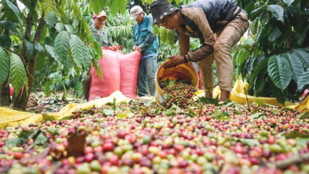 Cà phê là mặt hàng nông sản tăng giá mạnh nhất niên vụ 2023 - 2024