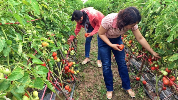Chọn tạo giống cà chua lai năng suất cao, kháng bệnh xoăn vàng lá