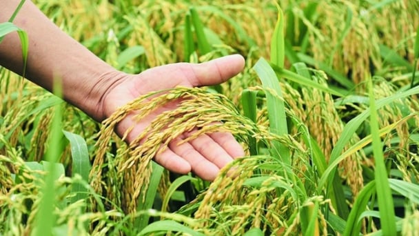 Giá lúa gạo hôm nay 23/5/2025: Lúa giảm nhẹ 100-200 đồng