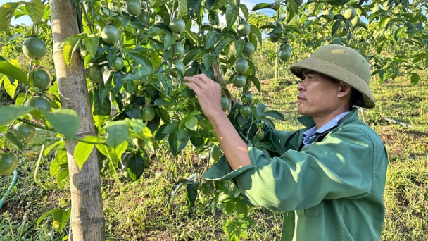 Trái cây Sơn La vươn mình ra biển lớn: [Bài 1] Bảo đảm độ ẩm, luân canh các loại cây trên đất trồng chanh leo