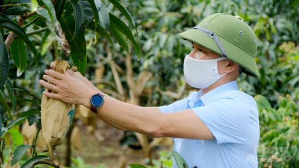 Trái cây Sơn La vươn mình ra biển lớn: [Bài 2] Sử dụng bao trái, nâng cao chất lượng xoài