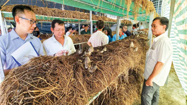 Mở rộng 4 mô hình kinh tế tuần hoàn trong nông nghiệp