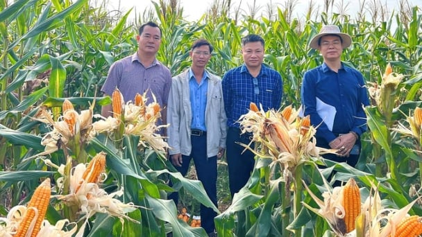 Đi tìm giống ngô lai sinh khối có hàm lượng dinh dưỡng cao