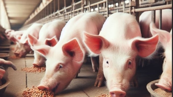 Giá heo hơi hôm nay 28/12/2024: Dao động từ 64.000 - 69.000 đồng/kg