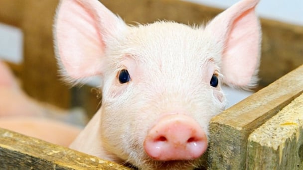 Giá heo hơi hôm nay 23/6/2026: Ít có thay đổi mới