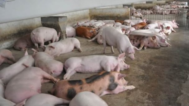 Giá heo hơi hôm nay 19/6/2025: Không có thay đổi mới