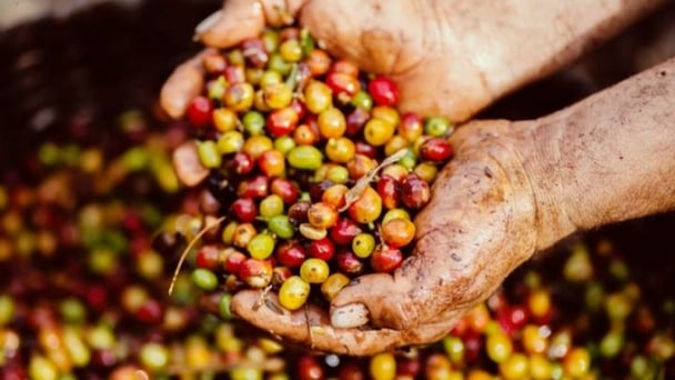 Giá cà phê hôm nay 23/4/2025: Arabica tăng mạnh trở lại