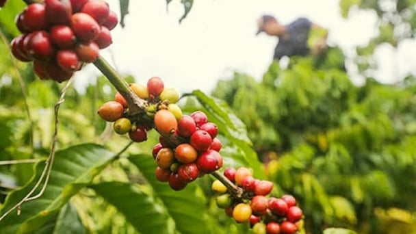 Giá cà phê hôm nay 24/4/2025: Tăng mạnh trở lại