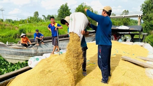 Giá lúa gạo hôm nay 24/4/2025: Gạo biến động mạnh