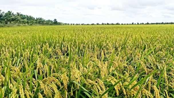 Giá lúa gạo hôm nay 23/4/2025: Thị trường ít biến động