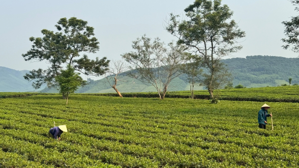 NOMAFSI giúp Hà Tĩnh 'thay máu' giống chè, chuyển sang sản xuất hữu cơ