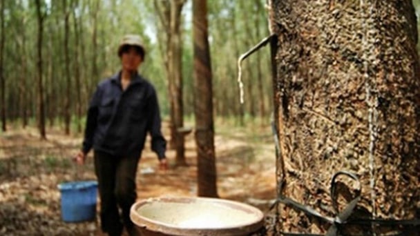 Giá cao su hôm nay 3/9/2025: Châu Á bật tăng trở lại
