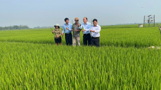 Cảnh giác sâu bệnh hại lúa giai đoạn trước, trong và sau trỗ