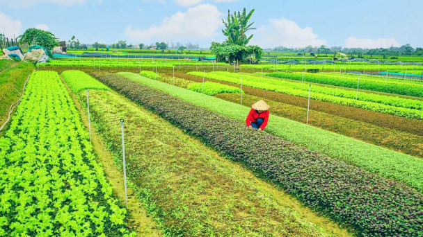 TP Huế: Phát huy tiềm năng, thế mạnh về nông nghiệp, tài nguyên và môi trường