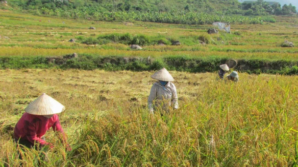 Lai Châu hỗ trợ đất đai cho bà con dân tộc thiểu số
