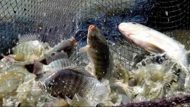 'Paving a broad path' for Vietnamese tilapia to 'swim' to the world