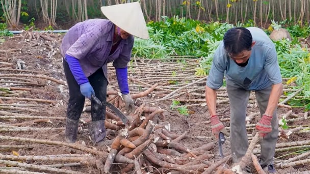 Vietnam's cassava prices is expected to increase again