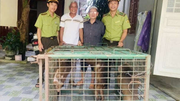 Một người dân cùng lúc bàn giao 3 cá thể khỉ mặt đỏ quý hiếm