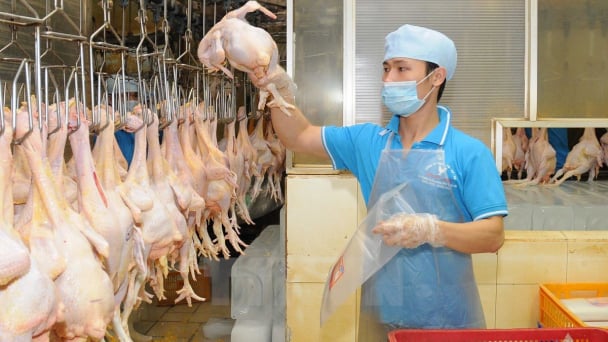 Indonesia siết kiểm dịch động vật, doanh nghiệp phải khai báo trước khi xuất khẩu