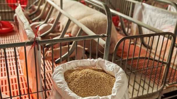 CJ Feed&Care: optimizing FCR, shaping the future of Vietnam’s livestock industry