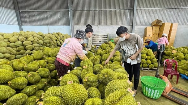 Giá sầu riêng hôm nay 23/5/2025: Tiếp tục đà tăng