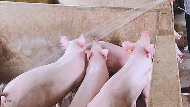 Giá heo hơi hôm nay 3/7/2026: Ba miền giữ đà ổn định