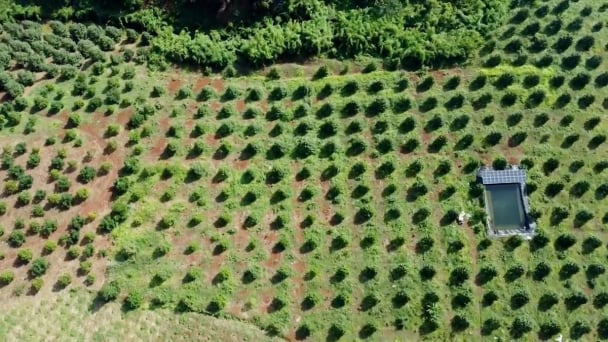Sustainable durian exports: Soil improvement and cadmium 'washing'