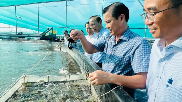 Ứng dụng công nghệ cao nâng tầm ngành tôm Bạc Liêu