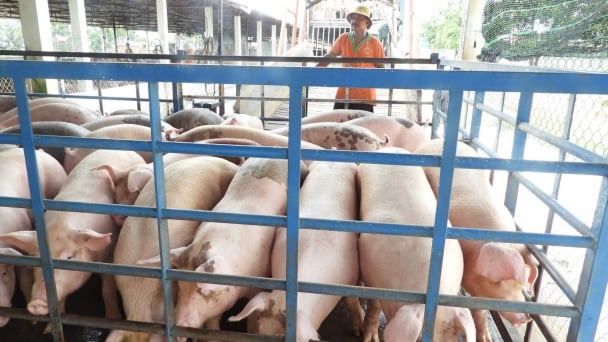 Applying digital technology in animal disease prevention: Transit stations have pig epidemics under control