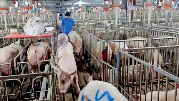 Applying digital technology in animal disease prevention: AI opens a new path for effective livestock production