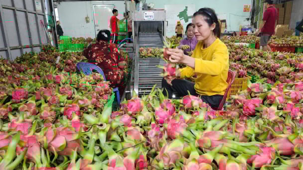 Export turnover of Binh Thuan dragon fruit increases by more than 20%