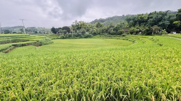 Trồng giống lúa 'nồi đồng cối đá', nông dân không phải phun thuốc