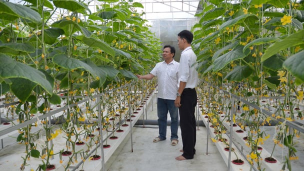 Bến Tre sản xuất nông nghiệp tập trung gắn với chuỗi giá trị
