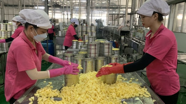 Clean pineapples reach far thanks to production partnerships