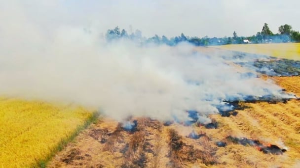 70% of crop residues burned or discarded, causing air pollution in Vietnam